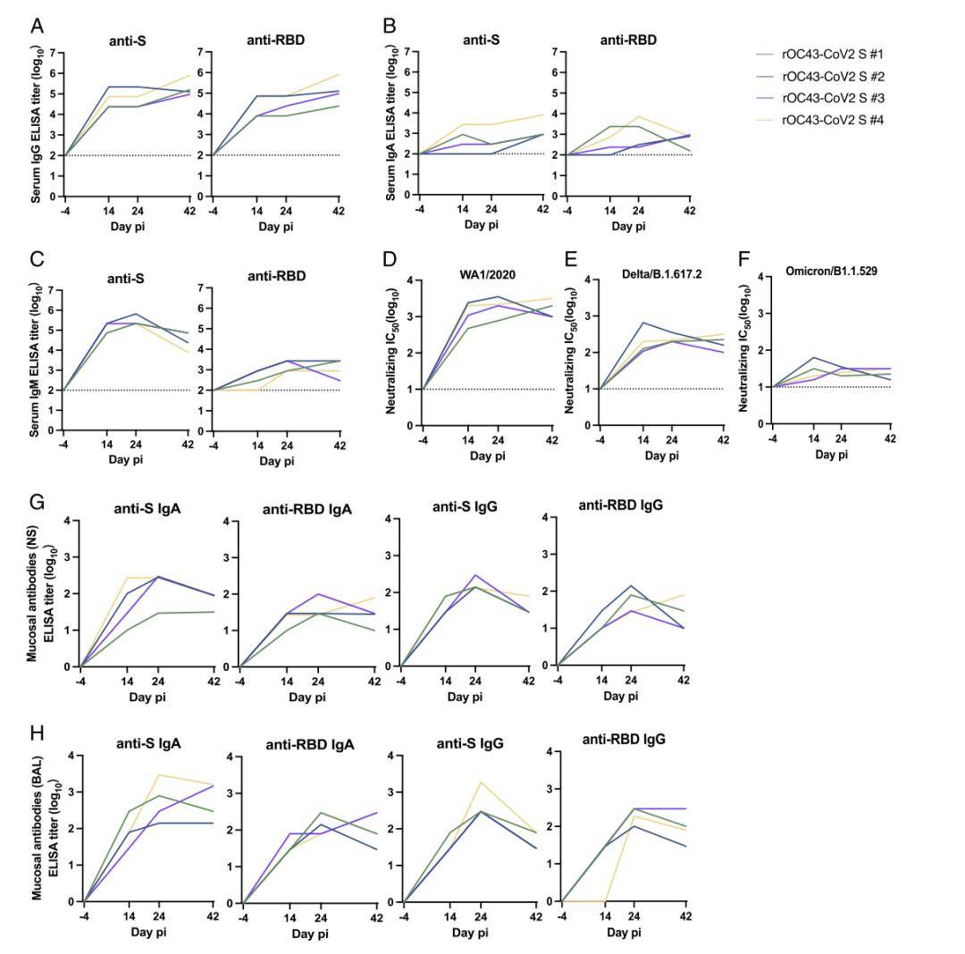 皇冠信用登2代理_【前沿进展】rOC43-­CoV2 S：一种用于SARS-CoV-2中和试验的BSL-2代理病毒