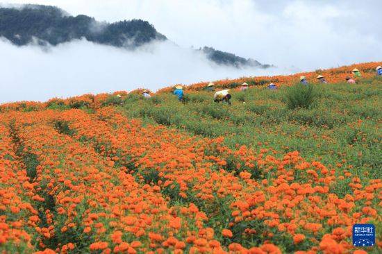 皇冠信用开户
_立秋农事正当忙