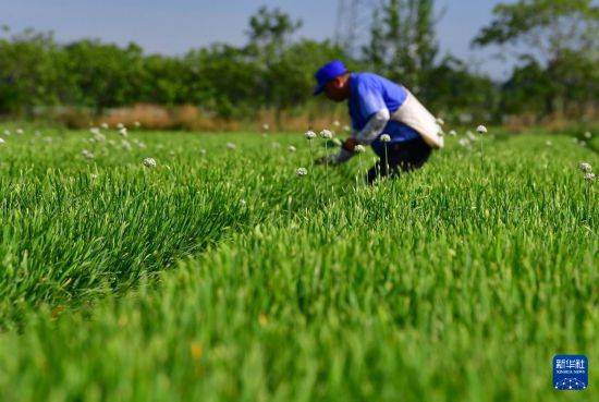 皇冠信用开户
_立秋农事正当忙