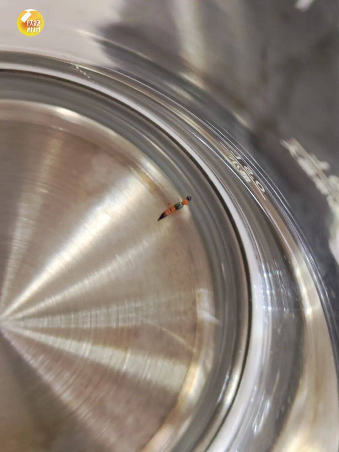 皇冠信用盘_西安多区发现隐翅虫?千万别拍皇冠信用盘!毒液堪比硫酸