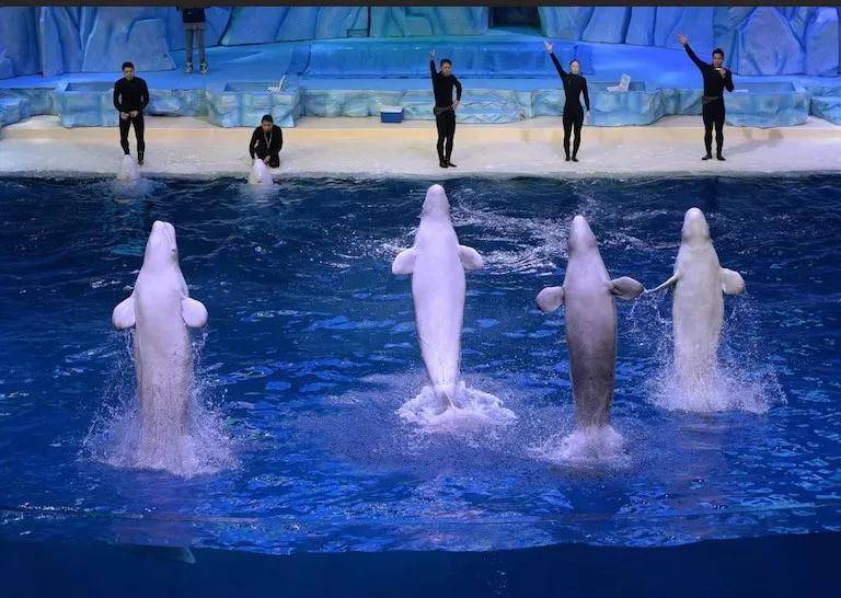 怎么注册皇冠信用网_宁愿全部安乐死怎么注册皇冠信用网，也不给中国？加拿大养不起30头白鲸，中国愿接手，然而...