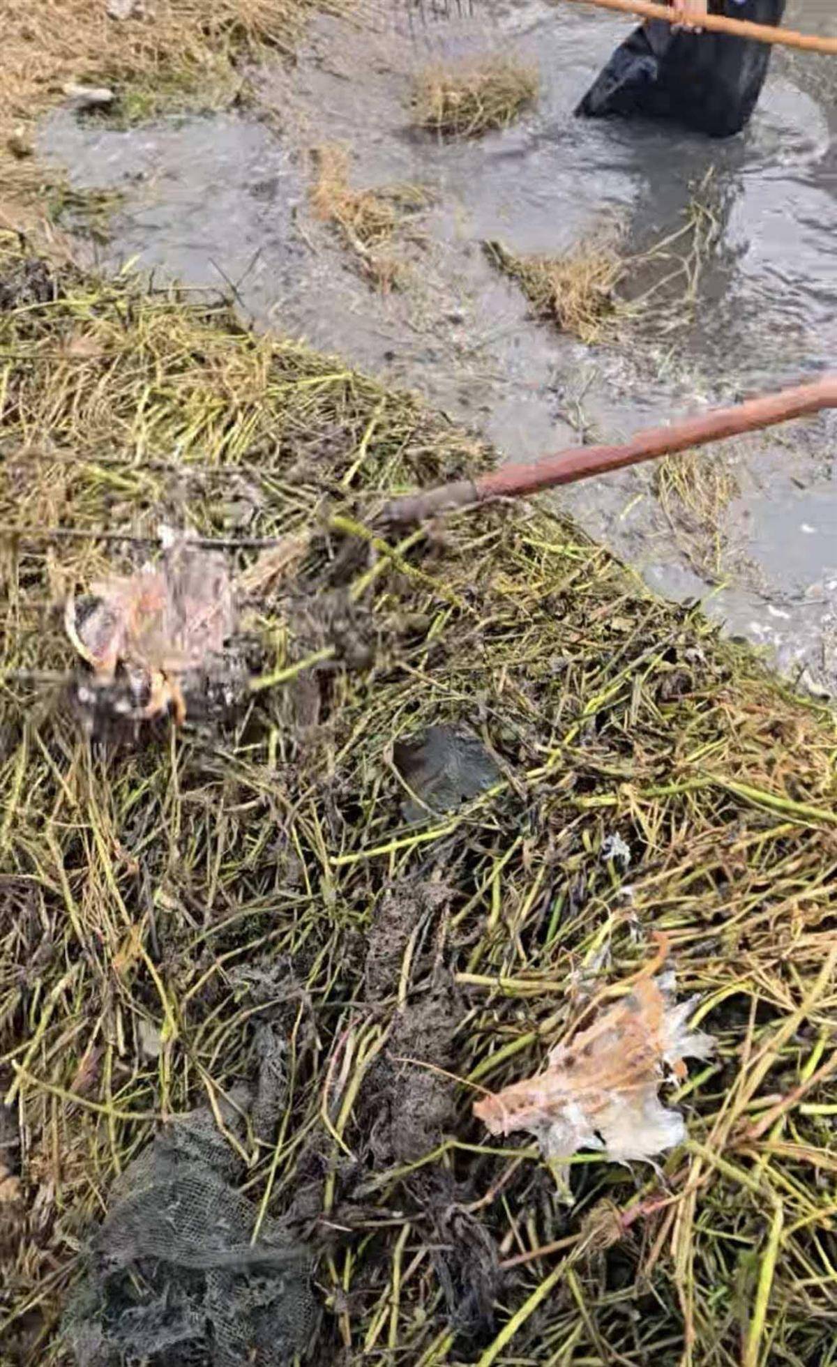 苏格兰超级联赛_大鹅主人抽水追凶最新进展来了:深刨半米淤泥啥也不见苏格兰超级联赛,或因厚草盖顶溺亡