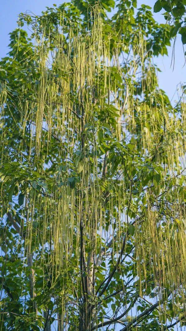 皇冠信用網在哪里开通_武汉这条路上大量出现皇冠信用網在哪里开通，长达1米！到底是啥？